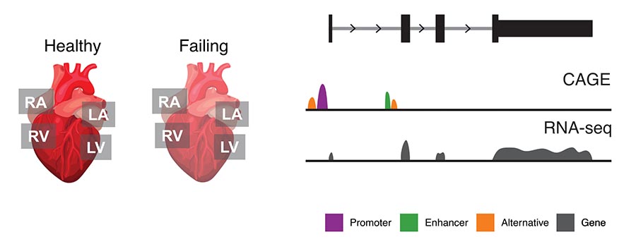 Diagram comparing healthy and failing human hearts alongside genomic sequencing tracks (CAGE and RNA-seq) mapping promoters, enhancers, and gene expression.