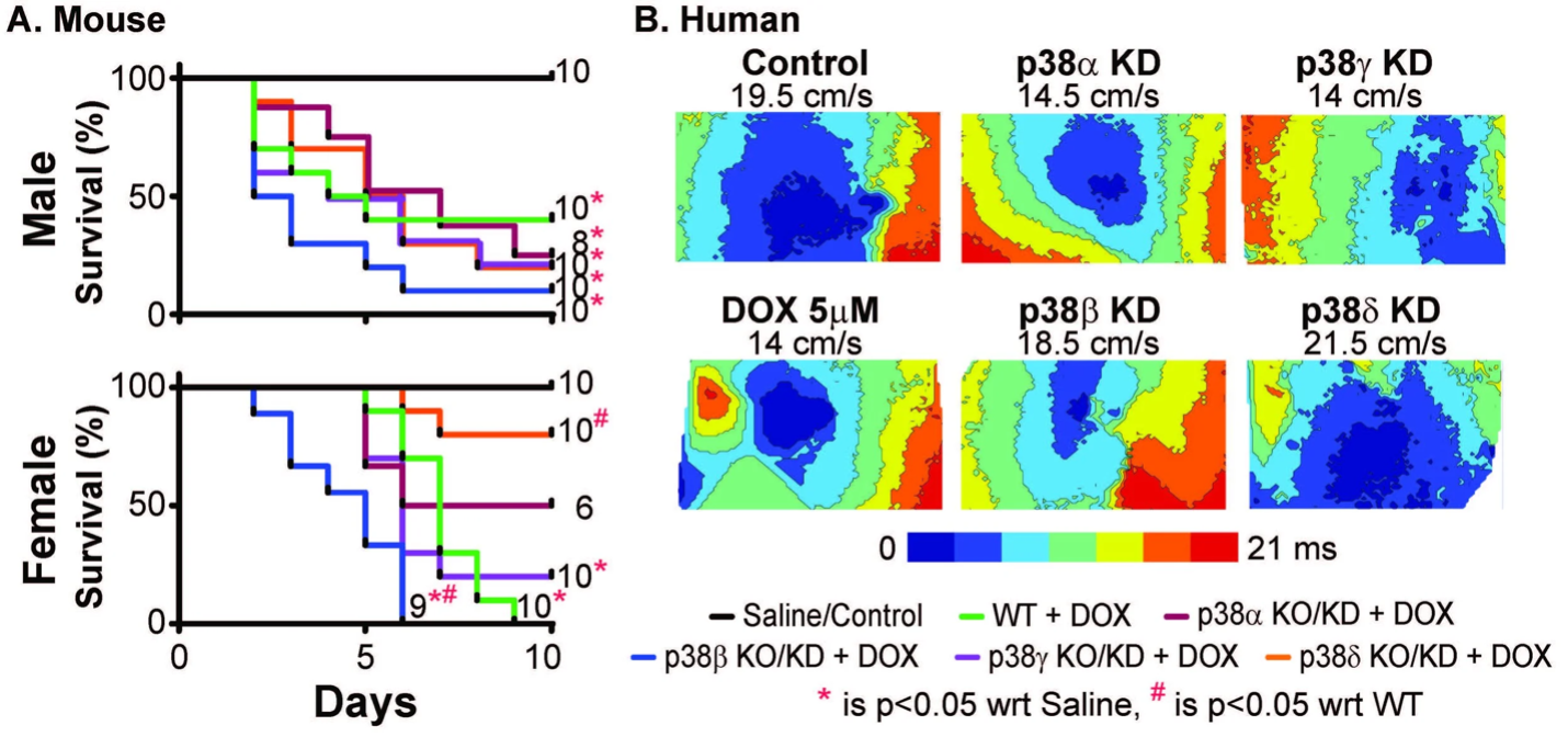 A scientific figure showing Isoform-specific roles of p38 MAPK signaling in anthracycline cardiotoxicity.