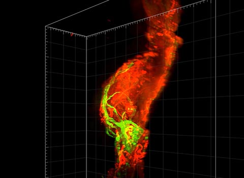An image showing 3D cardiovascular mapping technology