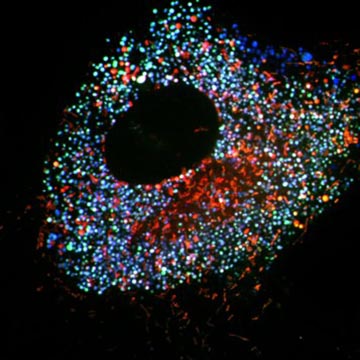 A micrograph of engineered mitochondria